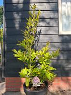 Magnolia 'Leonard Messel' struik met pot, Tuin en Terras, Ophalen, Overige soorten, Struik, 100 tot 250 cm