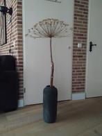 Mooi gevormde en gedroogde berenklauw bereklauw, Ophalen, Zo goed als nieuw