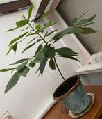 Avocadoboom in Kleipot, Ophalen, Volle zon, Vaste plant, Bloeit niet