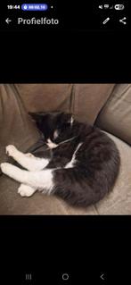 Kitten, Dieren en Toebehoren, Poes, Ontwormd, 0 tot 2 jaar