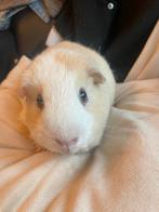 Hele lieve (us) teddy drager, Dieren en Toebehoren, Mannelijk, Cavia, Tam