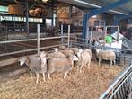 Swifters, Dieren en Toebehoren, Schapen, Geiten en Varkens, Vrouwelijk, Schaap, 0 tot 2 jaar