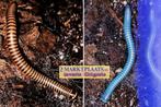 Benoitolus siamensis miljoenpoten / millipedes, Overige soorten