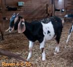 Nubische en kruizing Nubische geiten te koop, Vrouwelijk, Geit