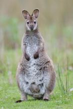 GEZOCHT BENNET WALLABY,s, Dieren en Toebehoren, Overige Dieren, Meerdere dieren, Voor 1 juli 2024