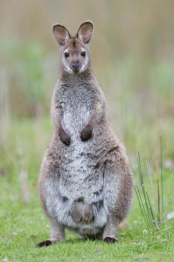 GEZOCHT BENNET WALLABY,s beschikbaar voor biedingen