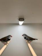 biamandvink, Dieren en Toebehoren, Vogels | Overige Vogels, Meerdere dieren