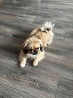 Pekinees teefje, 15 weken tot 1 jaar, Rabiës (hondsdolheid), Teef, Eén hond