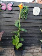 Canna Cleopatra, Ophalen, Zomer, Overige soorten, Volle zon
