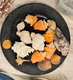 Diverse verzameling schelpen, Ophalen of Verzenden, Zo goed als nieuw