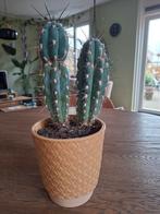 Cactus in pot, Ophalen, Minder dan 100 cm, Volle zon, In pot