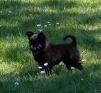 pomchi teefje, Rabiës (hondsdolheid), Overige rassen, 8 tot 15 weken, Teef