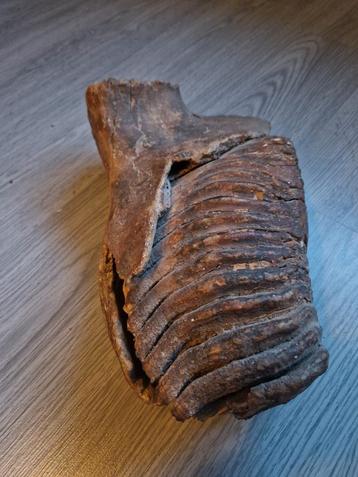 Mammoet Kies in kaak fragment- Fossiel beschikbaar voor biedingen