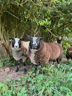 Bonte rammen te koop, Mannelijk, Schaap