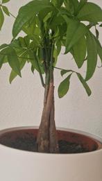 Geldboom (Pachira) in Elho pot – symbool voor geluk, Ophalen, Volle zon, Overige soorten, Minder dan 100 cm