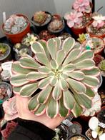 Aeonium lina, Ophalen of Verzenden, Halfschaduw, Minder dan 100 cm