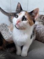 Lieve kittens, nog 2 vrouwtjes lapjes poesjes rood zwart wit, Dieren en Toebehoren, Katten en Kittens | Overige Katten, Poes, Kortharig
