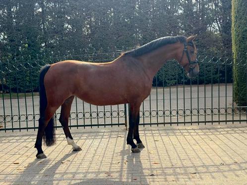 Lieve 6 jarige merrie Juno!, Dieren en Toebehoren, Paarden, Merrie, 3 tot 6 jaar, Dressuurpaard