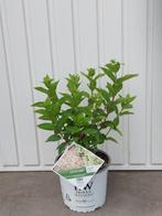 pluimhortensia hydrangea pan little lime, Tuin en Terras, Planten | Tuinplanten, Vaste plant, Halfschaduw, Zomer, Ophalen