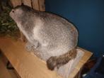 Opgezette alpenmarmot, Ophalen of Verzenden, Zo goed als nieuw, Wild dier, Opgezet dier
