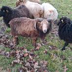 Ouessant ram, Dieren en Toebehoren, Schapen, Geiten en Varkens, Mannelijk, Schaap, 6 jaar of ouder