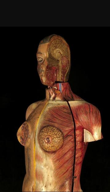 Anatomisch model levensgroot medisch  beschikbaar voor biedingen