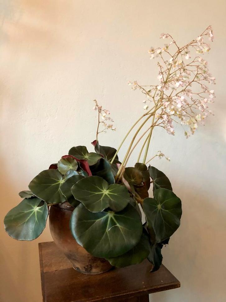 Stekje van een Steakbegonia / Begonia Erythrophylla, Huis en Inrichting, Kamerplanten, Overige soorten, Minder dan 100 cm, Bloeiende kamerplant