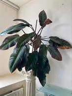 Philodendron Imperiaal Red, grote kamerplant, Ophalen, 100 tot 150 cm, Overige soorten, Halfschaduw
