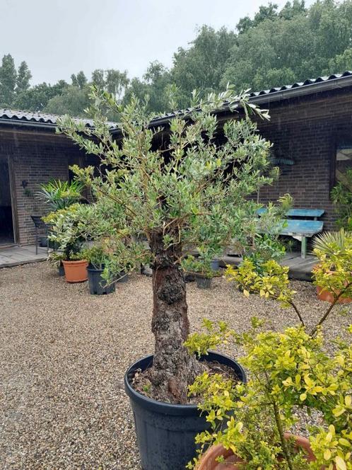 Olijfboom, Tuin en Terras, Planten | Bomen, Olijfboom, 100 tot 250 cm, Volle zon, Bloeit niet, In pot, Ophalen