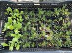Moestuin plantjes Zomerbloeiers Cosmea Goudsbloem, Tuin en Terras, Volle zon, Eenjarig, Zomer, Ophalen