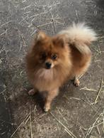 Keeshond, Dieren en Toebehoren, België, Particulier, Keeshond, 1 tot 2 jaar