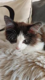 Kitten met toebehoren, Dieren en Toebehoren, Poes, Ontwormd