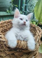 Kittens kruising langhaar, Dieren en Toebehoren, Katten en Kittens | Overige Katten, Meerdere dieren, Langharig, 0 tot 2 jaar