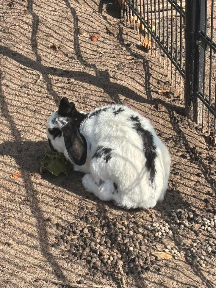 Wit met zwarte Vlaamse Reus, Dieren en Toebehoren, Konijnen, Groot, Mannelijk
