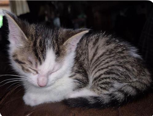 Oppas aangeboden, Dieren en Toebehoren, Katten-accessoires, Ophalen of Verzenden