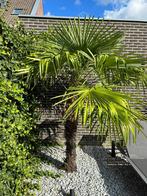 Te koop 2 palmbomen 2,2 meter hoog., Tuin en Terras, Planten | Bomen, Volle zon, Ophalen of Verzenden, 100 tot 250 cm, Zomer