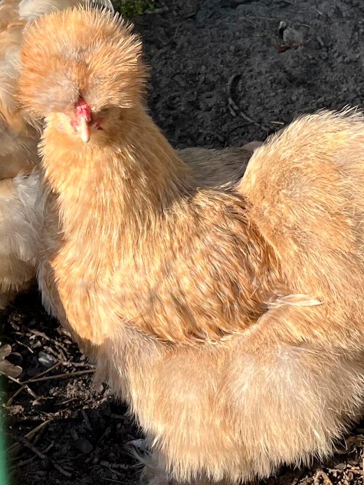 2 usa zijdehoentjes kriel, Dieren en Toebehoren, Pluimvee, Kip, Vrouwelijk