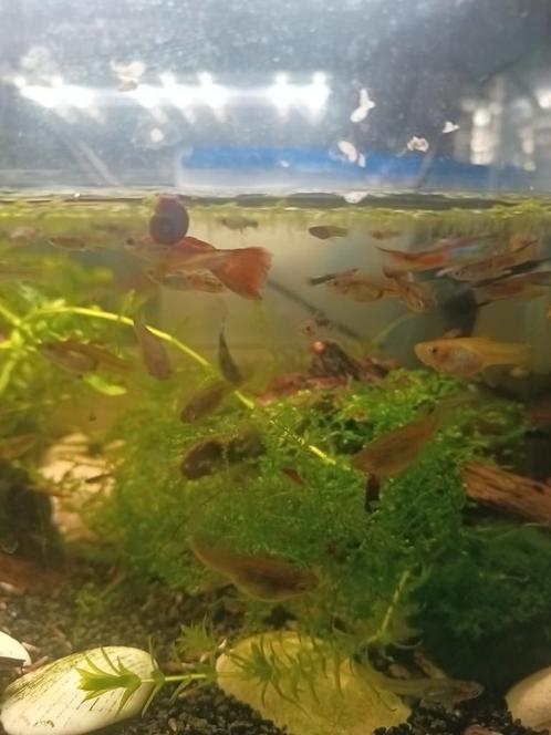 Guppy mooie kleuren€1, Dieren en Toebehoren, Vissen | Aquariumvissen, Zoetwatervis, Vis, Schoolvis