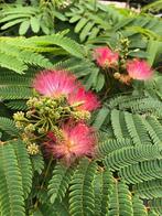 Albizia Ombrella + Albizia Evi's Pride ACTIE bomen, Tuin en Terras, Planten | Bomen, Volle zon, 100 tot 250 cm, Zomer, Overige soorten