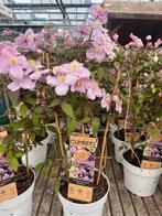 Clematis montana Mayleen | klimplant | €17,95, Tuin en Terras, Planten | Tuinplanten, Overige soorten, Volle zon, Vaste plant
