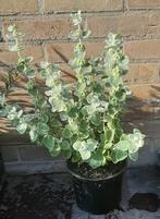 Ballota pseudodictamnus Compact Form vaste plant, Ophalen