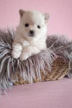 Pomchi, Overige rassen, 8 tot 15 weken, Parvo, Meerdere