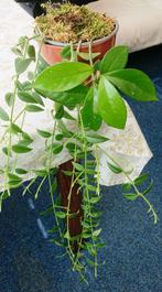 Hoya combiplant (Carnosa en Bellakamerplant), Huis en Inrichting, Overige soorten, Minder dan 100 cm, Ophalen of Verzenden, Halfschaduw