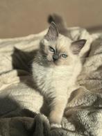 Super knappe ragdoll kittens mogen verhuizen, Dieren en Toebehoren, Meerdere dieren, Ontwormd, 0 tot 2 jaar