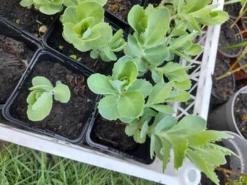 Sterke Sedum – Prachtige herfstbloei beschikbaar voor biedingen