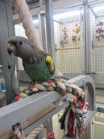 meyer papegaai, Dieren en Toebehoren, Vogels | Parkieten en Papegaaien, Mannelijk, Papegaai, Geringd