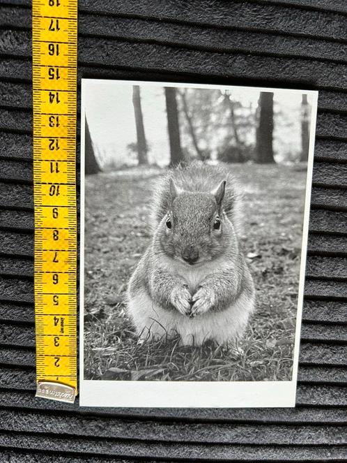 134. Kaart Eekhoorn, Verzamelen, Ansichtkaarten | Dieren, Ongelopen, Ophalen of Verzenden