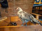 Te koop raszuivere zilverpel Assendelfter , ongeveer 8 weken, Dieren en Toebehoren, Pluimvee, Mannelijk, Kip