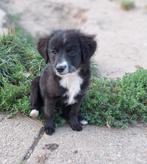 Ter adoptie Gigi, Dieren en Toebehoren, CDV (hondenziekte), 8 tot 15 weken, Teef, Eén hond