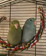 Koppel forpus, Meerdere dieren, Parkiet